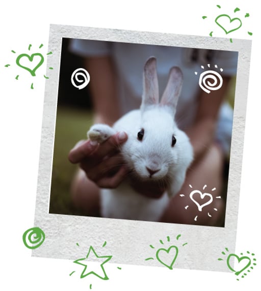 Rehome A Rabbit